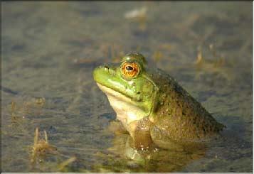 grenouille
