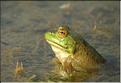 grenouille