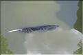 PLUME
